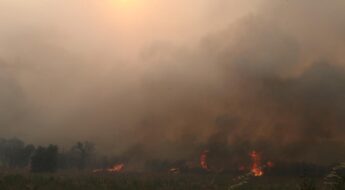 Η πυρκαγιά ως ευκαιρία: αιολικά πάρκα σε περιοχή Natura στον Έβρο